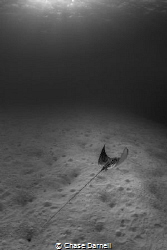 "Sand Traveler"
Spotted Eagle Rays spend a lot of time c... by Chase Darnell 
